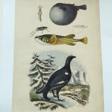 Gravure ancienne de 1838 -Tetras et poissons- Planche coloriée à la main zoologique. Original.