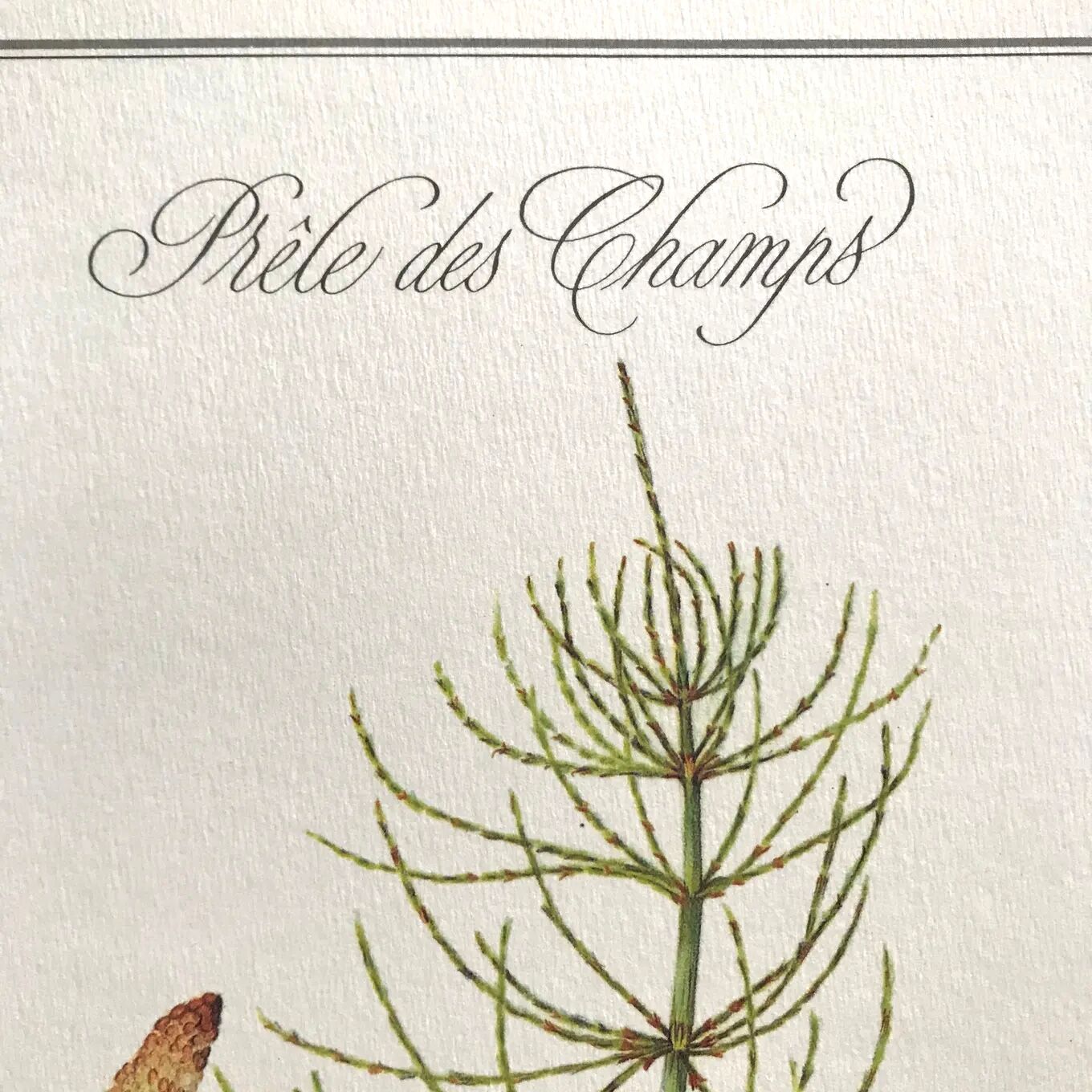Botanical plank the Prêle des Champs