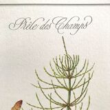 Botanical plank the Prêle des Champs