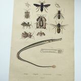 Old engraving from 1838 - Eel pipefish - Zoological and bee hand-colored board
