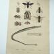 Gravure ancienne de 1838 -Syngnathe anguille- Planche coloriée à la main zoologique et abeille