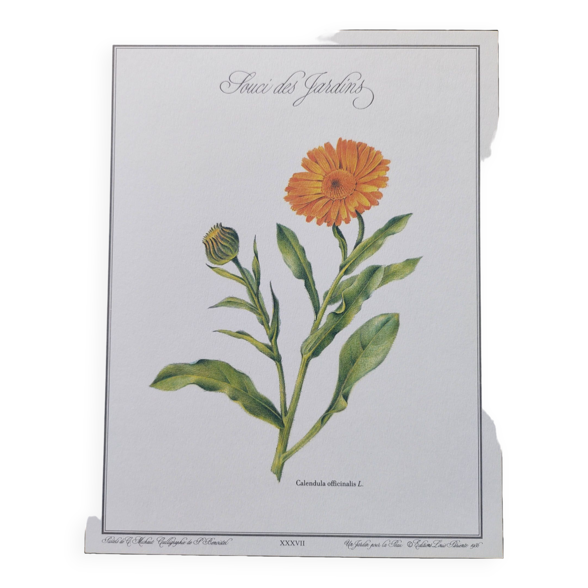 Botanical board -Garden Marigold- Pastel illustration of medicinal plants and flowers
