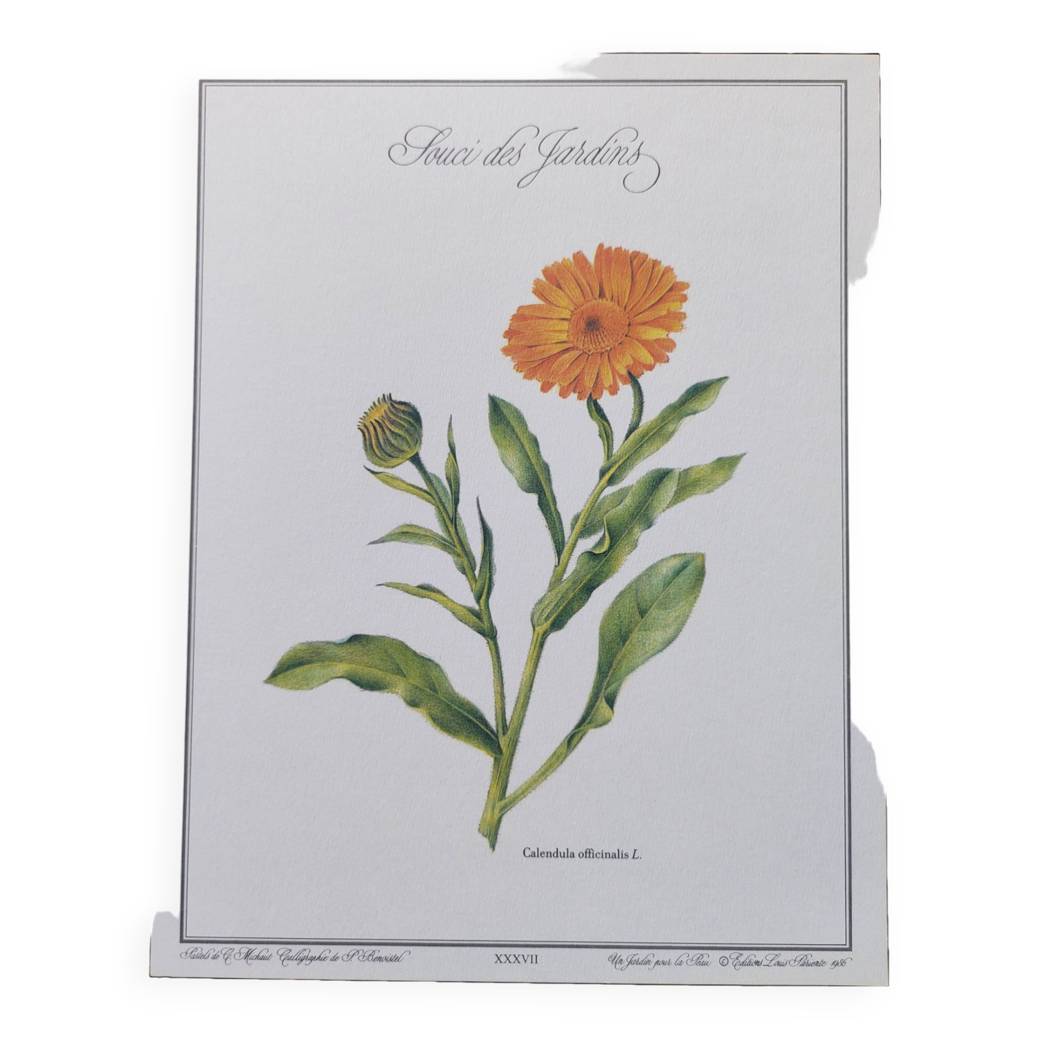 Botanical board -Garden Marigold- Pastel illustration of medicinal plants and flowers