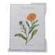 Botanical board -Garden Marigold- Pastel illustration of medicinal plants and flowers