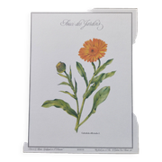 Botanical board -Garden Marigold- Pastel illustration of medicinal plants and flowers
