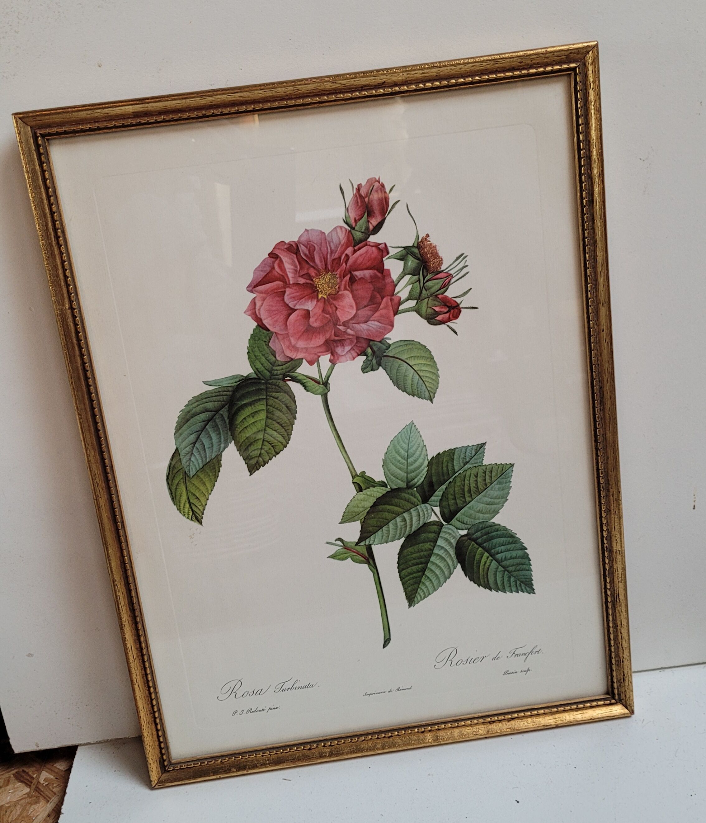 Lithograph Rosier Frankfurt