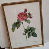 Lithograph Rosier Frankfurt