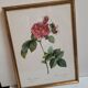 Lithograph Rosier Frankfurt