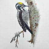 Old bird plate from the 1960s - Three-toed Woodpecker - Nature illustration