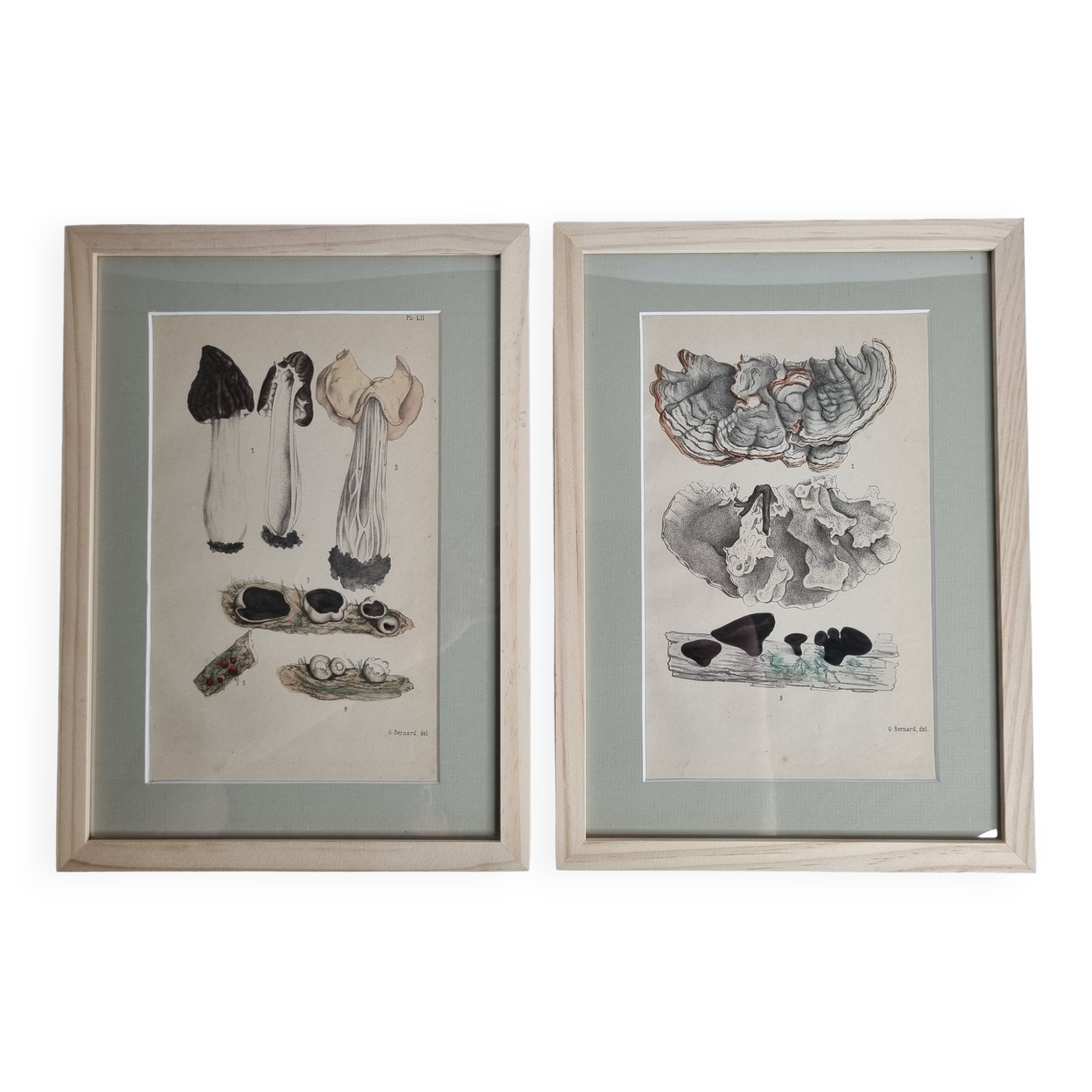 Two old engravings of watercolor mushrooms nineteenth century after G. Bernard
