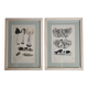 Two old engravings of watercolor mushrooms nineteenth century after G. Bernard