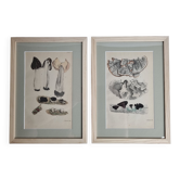 Two old engravings of watercolor mushrooms nineteenth century after G. Bernard