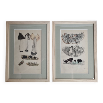 Two old engravings of watercolor mushrooms nineteenth century after G. Bernard