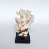 White coral cloud