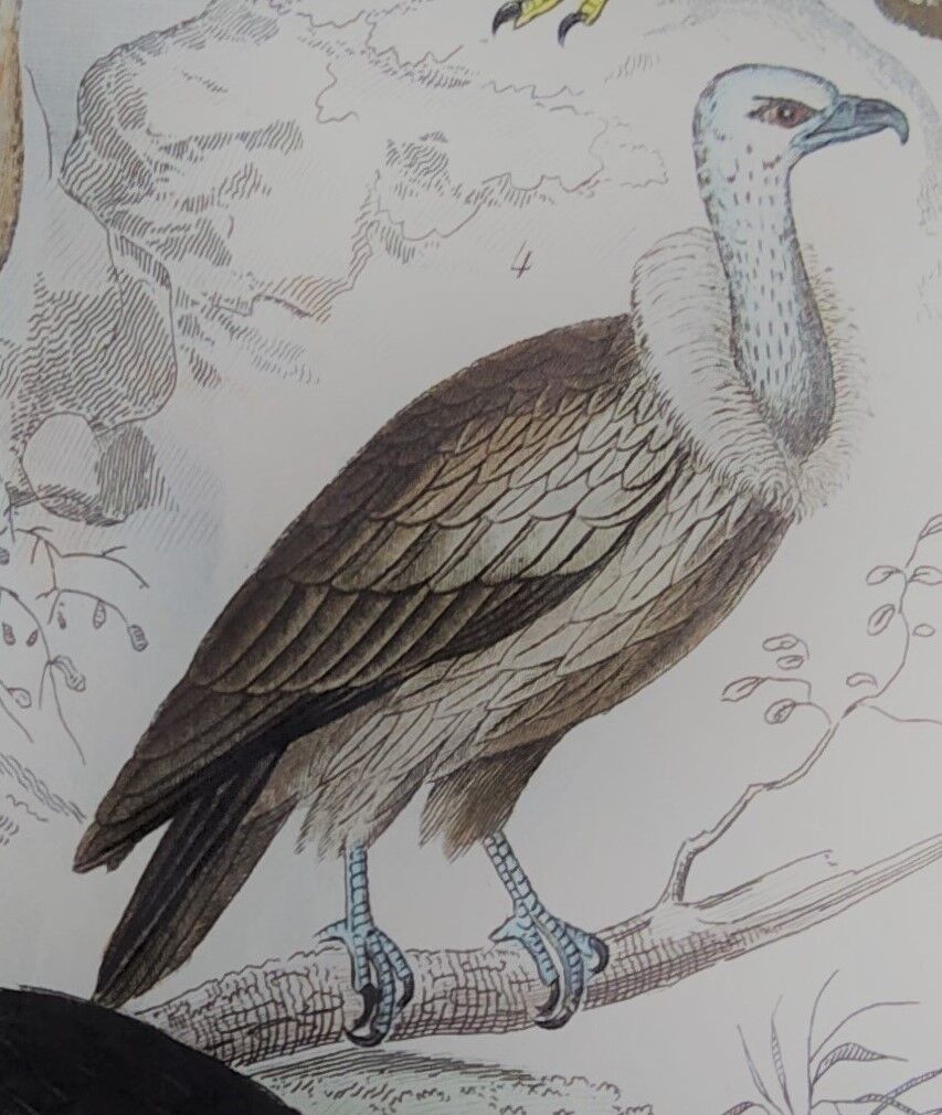 Original Ornithological Plate "Osprey - Fraxine - &c..." Buffon 1836