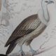 Original Ornithological Plate "Osprey - Fraxine - &c..." Buffon 1836