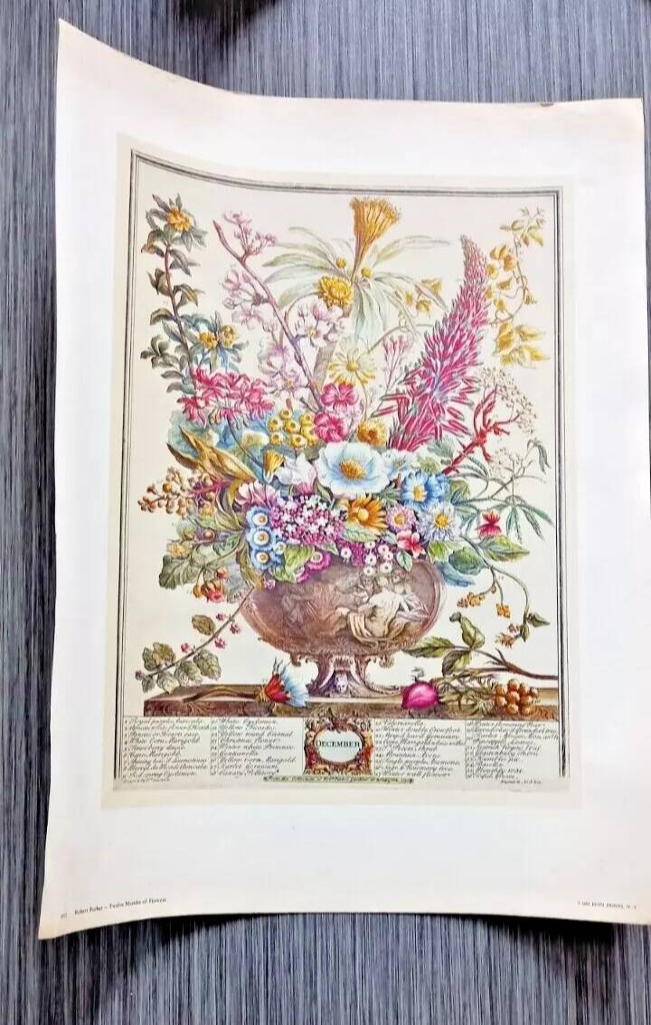 Lot of 19th century Floral Engravings - Vintage Art Print Flowers - 12 months - Robert Furber