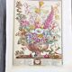 Lot of 19th century Floral Engravings - Vintage Art Print Flowers - 12 months - Robert Furber
