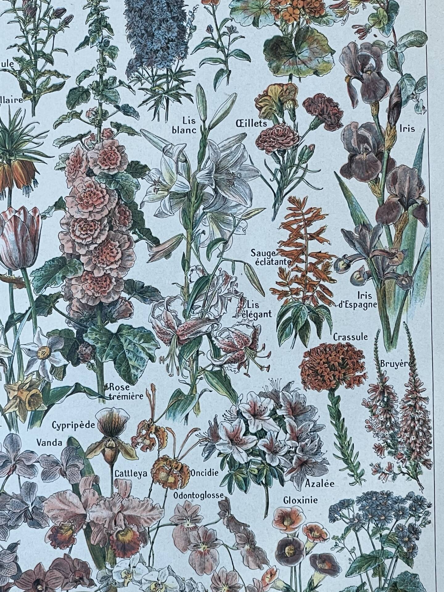 Planche botanique “Fleurs” - 29x20cm - 1922