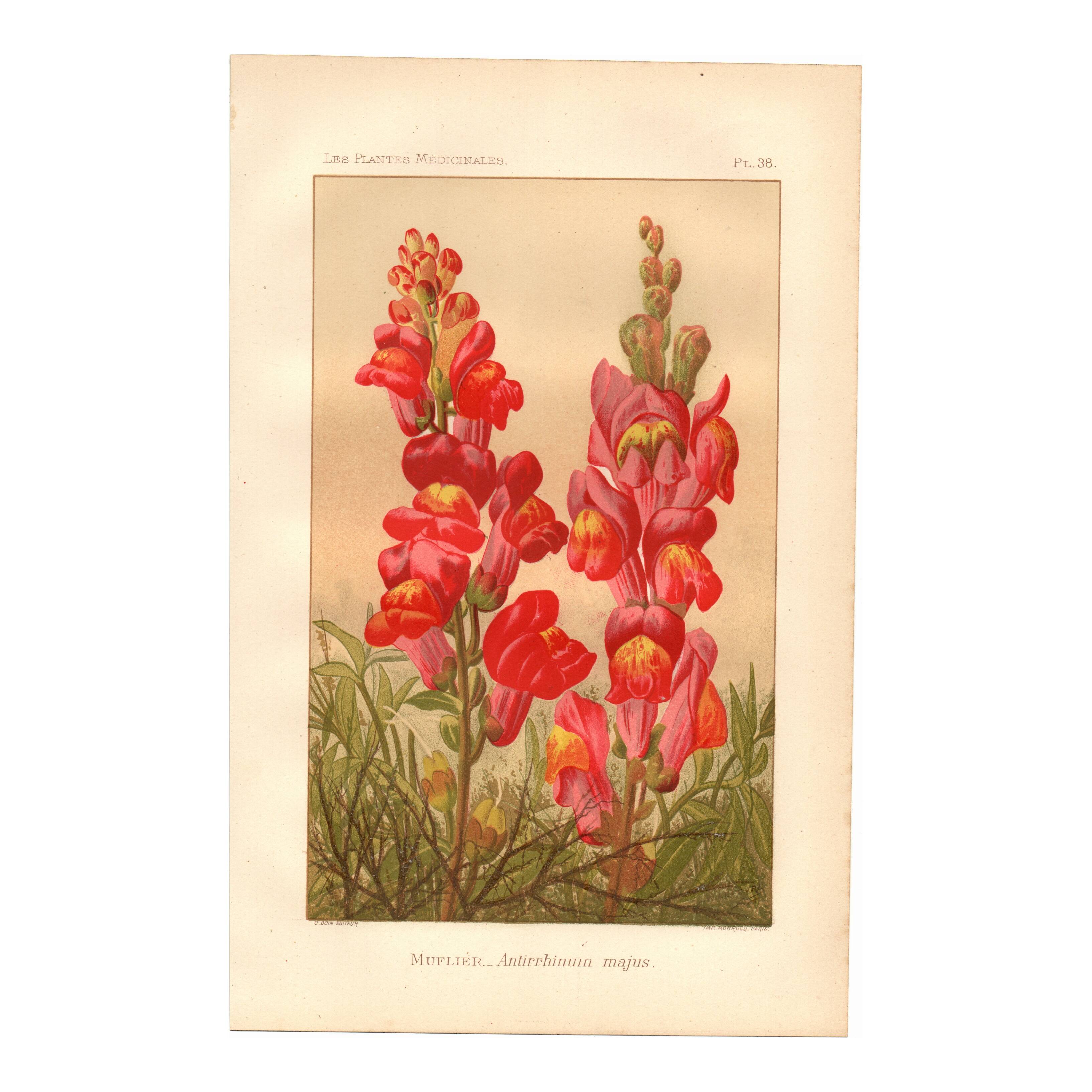 Botanical engraving - 1889 - Snapdragon - Old illustration of a red flower