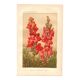 Botanical engraving - 1889 - Snapdragon - Old illustration of a red flower
