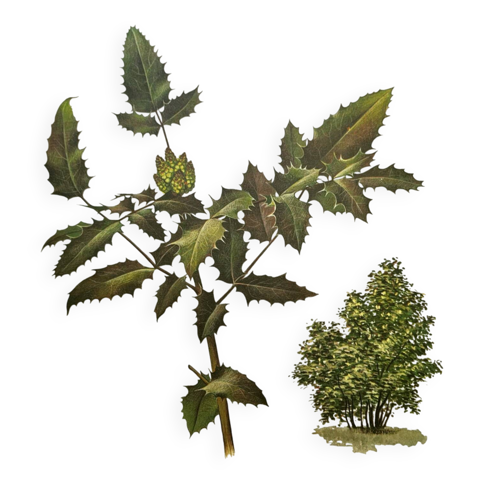 Mahonia Illustration - Vintage Botanical Nature Plate from the 60s