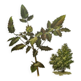 Mahonia Illustration - Vintage Botanical Nature Plate from the 60s