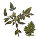 Mahonia Illustration - Vintage Botanical Nature Plate from the 60s