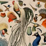 Lithograph on feathers from 1907