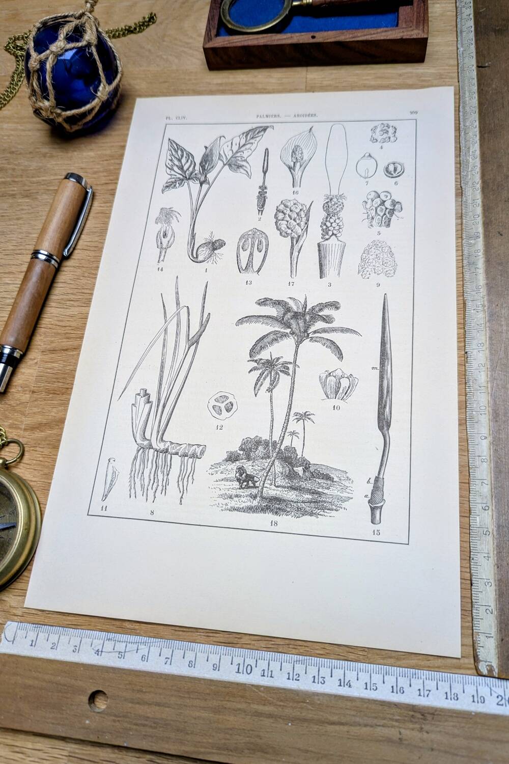 Printed in 1889, Palms and Aroideae. Old botanical plate.