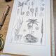 Printed in 1889, Palms and Aroideae. Old botanical plate.