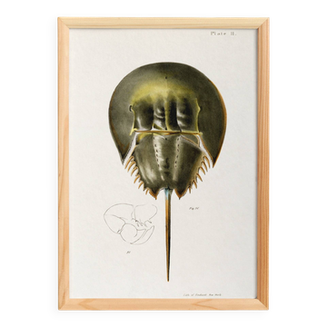 Poster about the horseshoe crab, based on an old lithograph