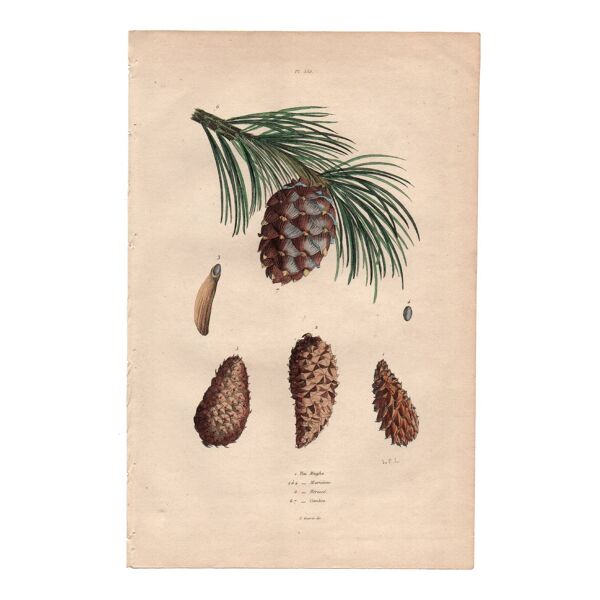 Gravure ancienne de 1839 - Pin maritime et cônes - planche coloriée main — Beyit