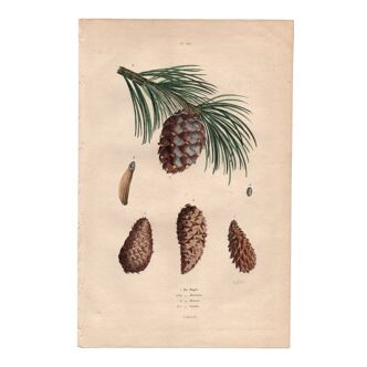 Old engraving from 1839 - Maritime pine and cones - hand-coloured plate