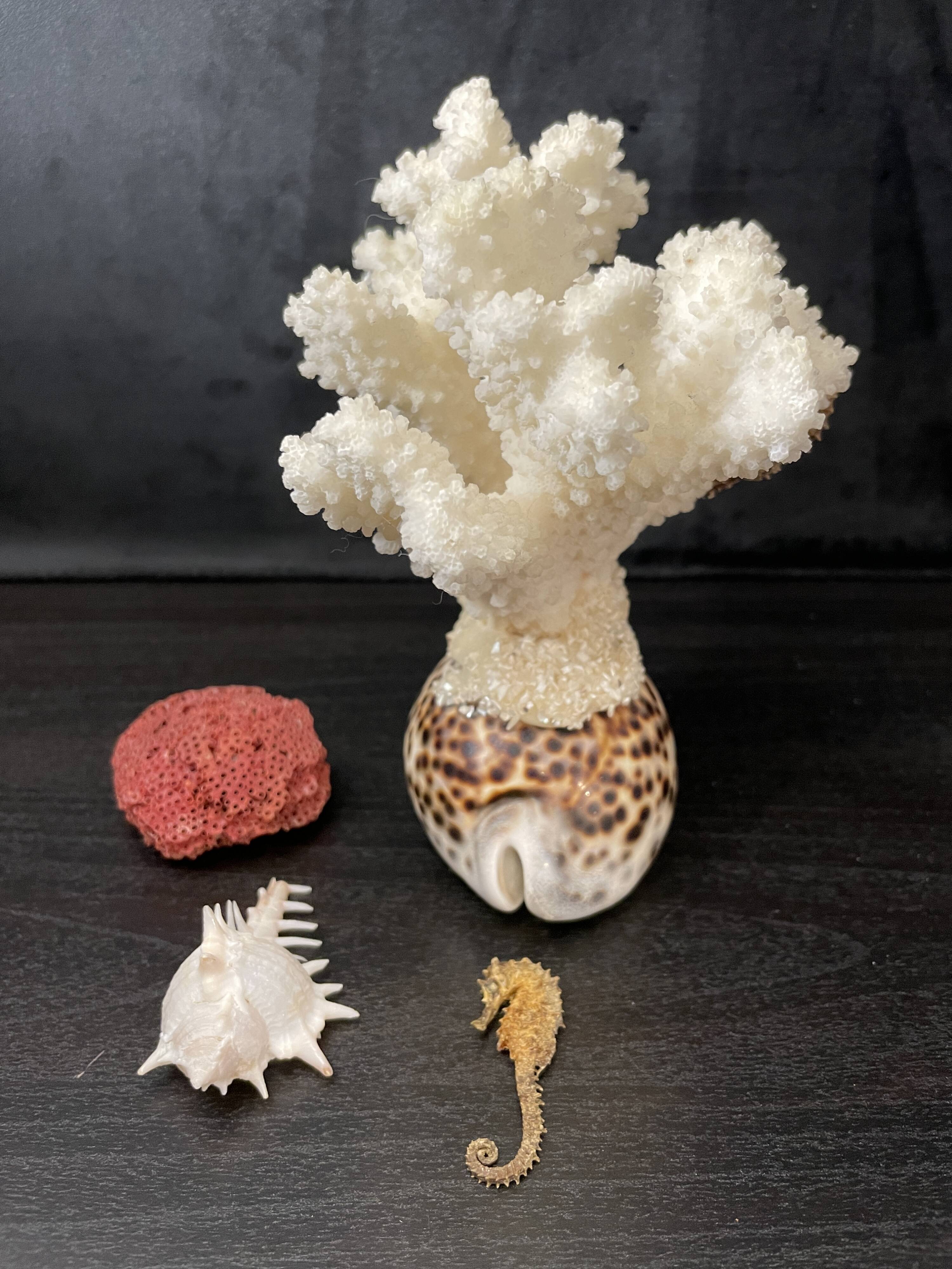 Marine curiosities (coral, seahorses, shells)