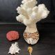 Marine curiosities (coral, seahorses, shells)
