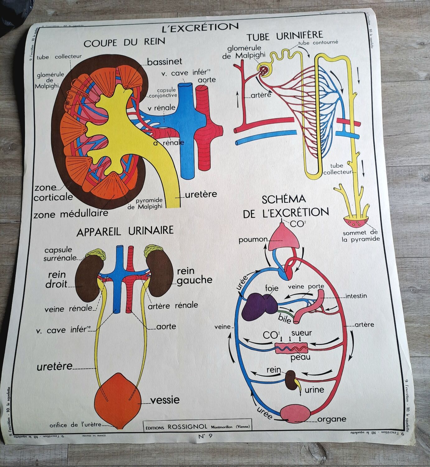 School poster Rossignol the skeleton/ excretion