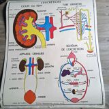 School poster Rossignol the skeleton/ excretion