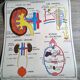 School poster Rossignol the skeleton/ excretion