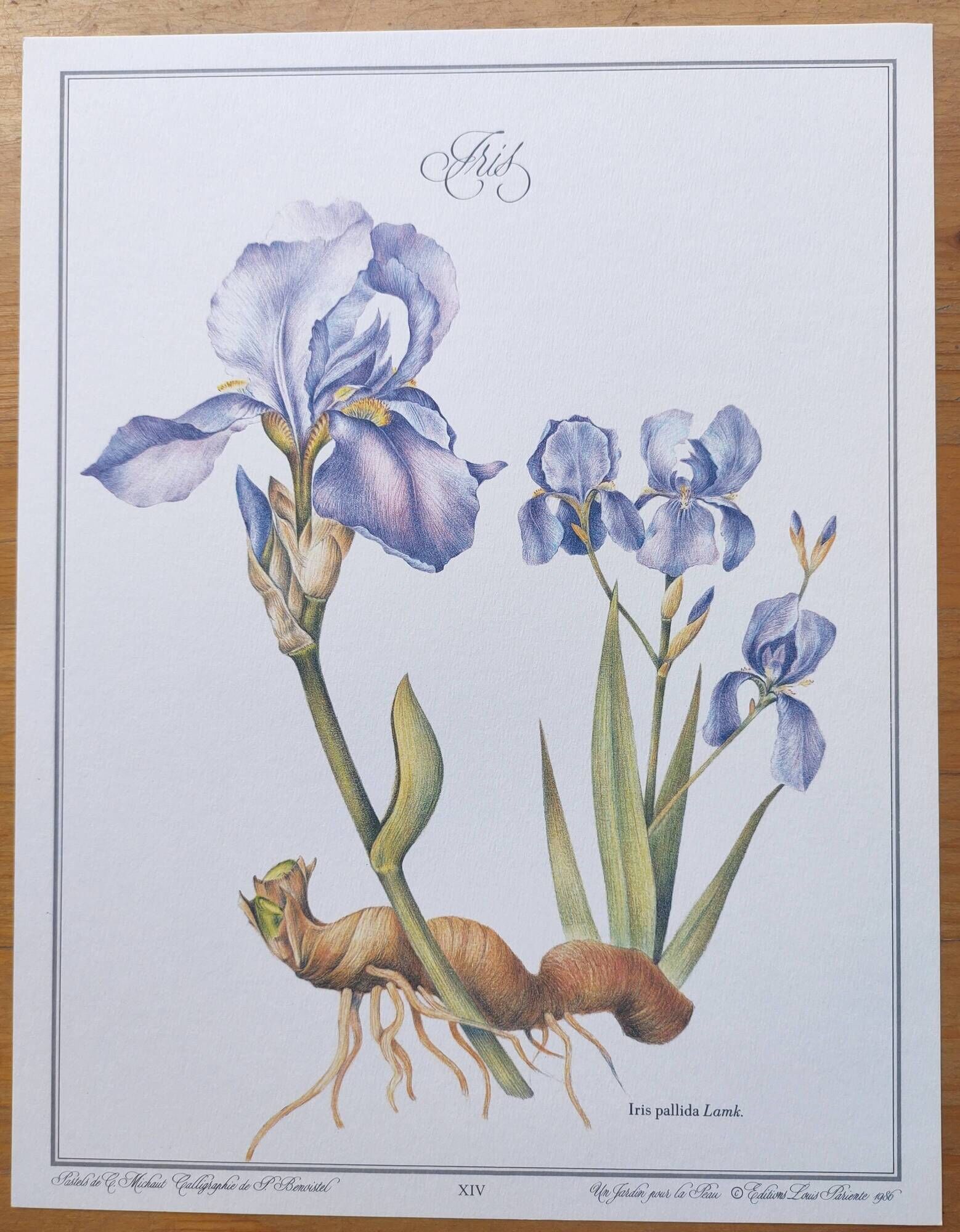 Botanical engraving -Iris- Illustration of medicinal plants and herbs. Pastels by C.Michaut
