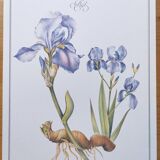 Botanical engraving -Iris- Illustration of medicinal plants and herbs. Pastels by C.Michaut