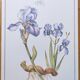 Botanical engraving -Iris- Illustration of medicinal plants and herbs. Pastels by C.Michaut