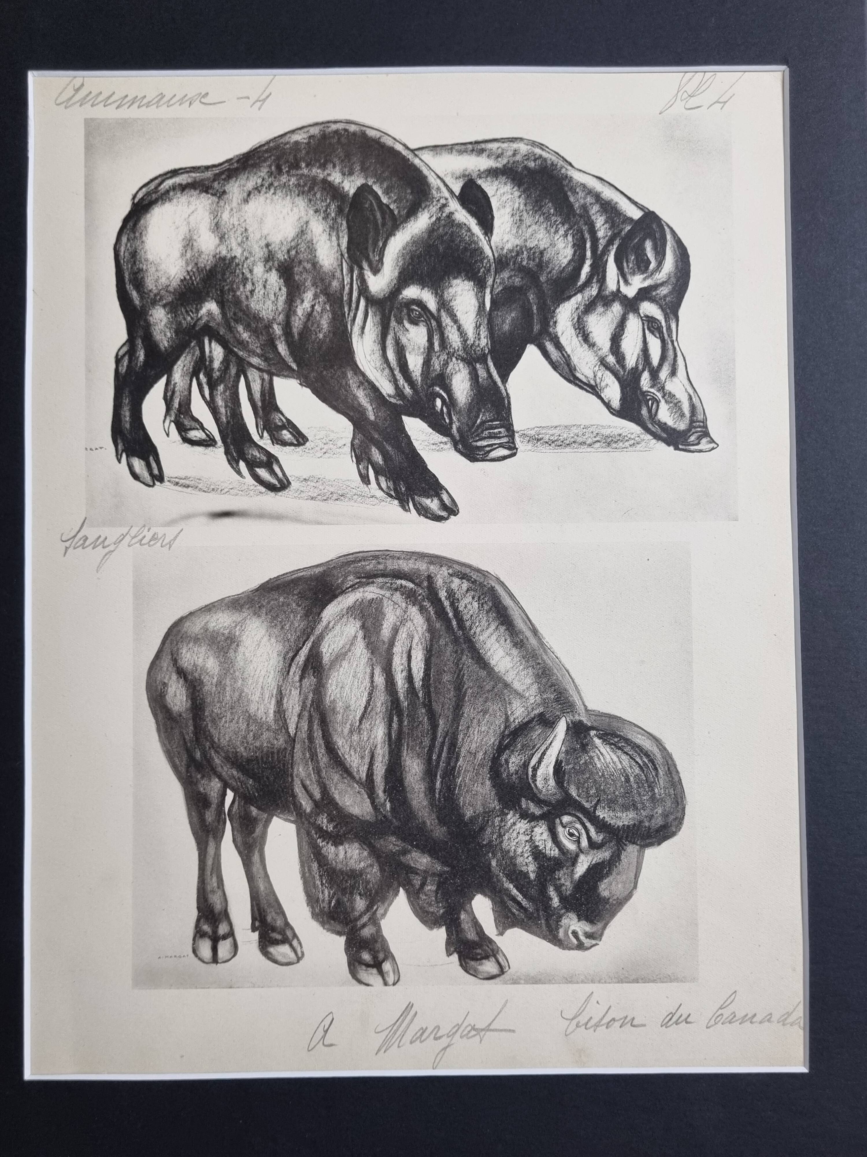 Illustrated plate, Studies of Wild Boars and Bison, Signed André Margat, 1930