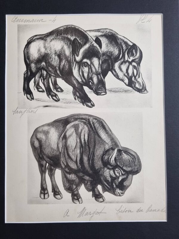 Planche illustrée, Études de Sangliers et Bison, Signée André Margat, 1930