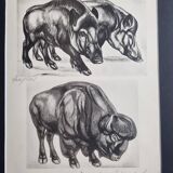 Illustrated plate, Studies of Wild Boars and Bison, Signed André Margat, 1930