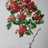 Red hawthorn botanical board