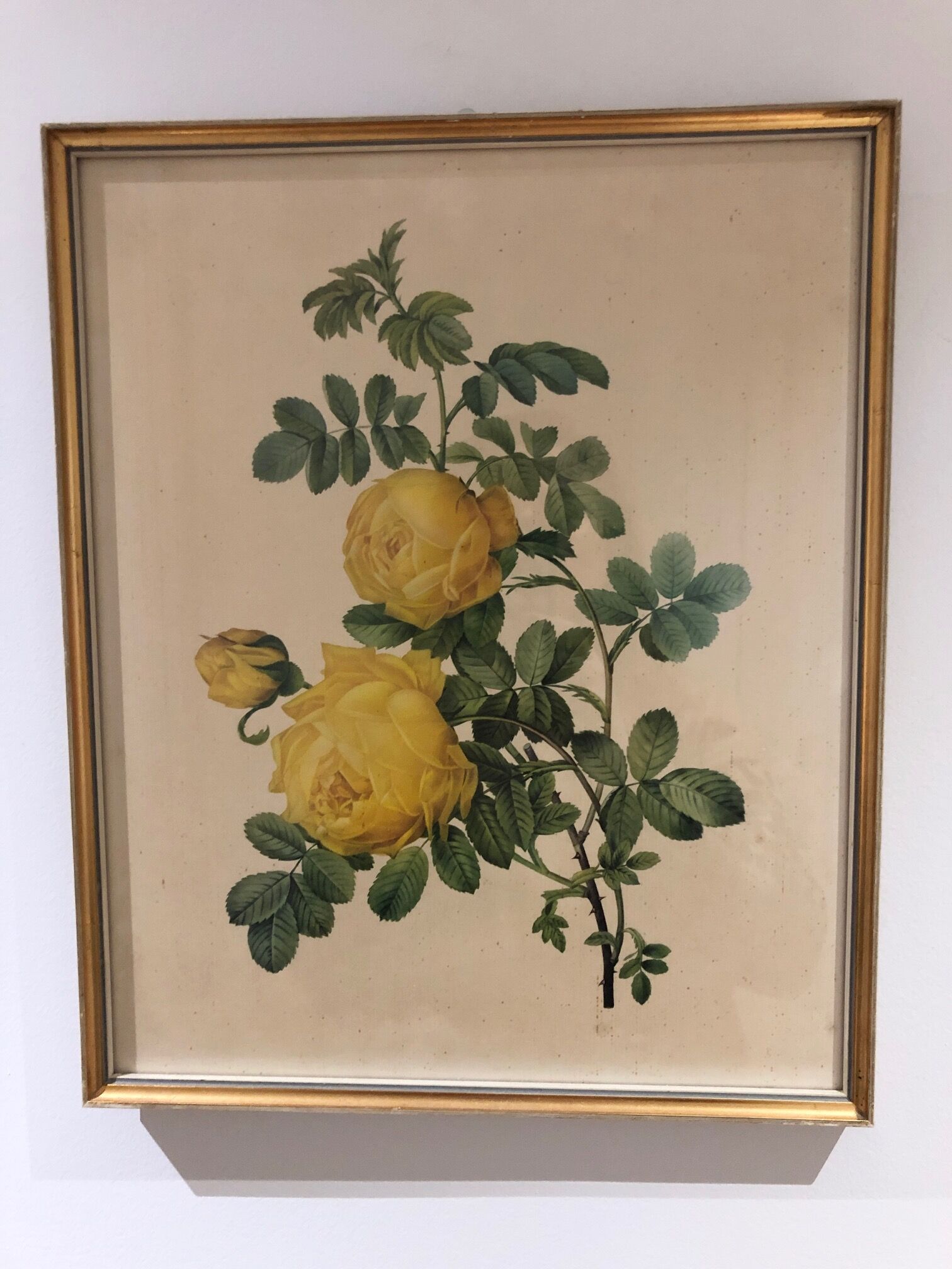 Rosa Sulfurea by Pierre Joseph Redouté
