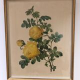 Rosa Sulfurea by Pierre Joseph Redouté