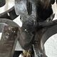 Pair of 3-light wrought iron candlesticks on vintage legs