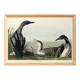 Affiche sur le Plongeon imbrin, d’après une gravure ancienne de 1827.